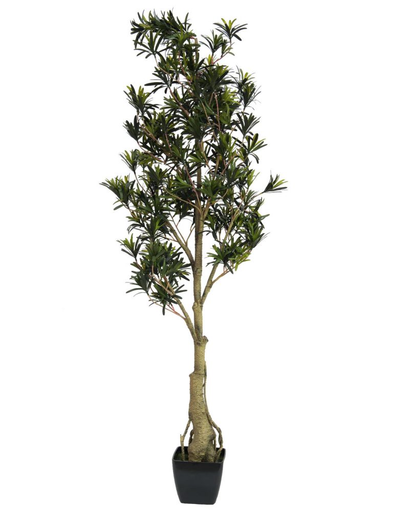 EUROPALMS Podocarpus tree, 150cm