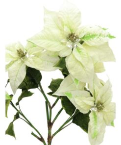EUROPALMS Poinsettia bush, cream, 60cm