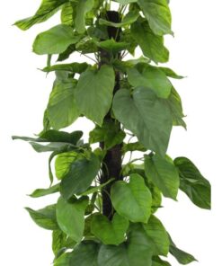 EUROPALMS Pothos plant, 180cm