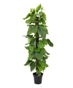 EUROPALMS Pothos plant, 180cm