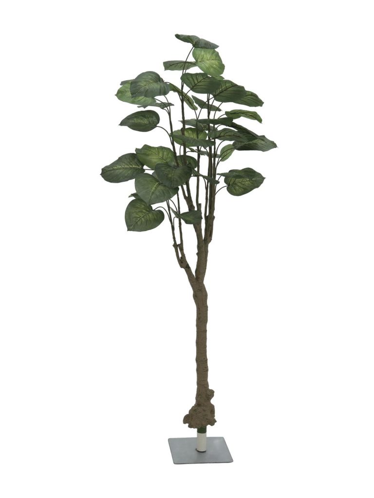 EUROPALMS Pothos tree, 175cm