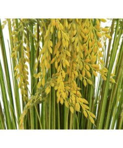 EUROPALMS Reed Grass Bunch 118cm