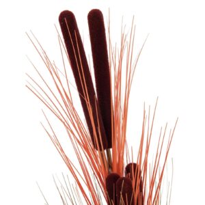 EUROPALMS Reed grass w/ cattails, light-brown,152cm