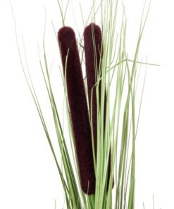 EUROPALMS Reed grass w/ cattails,light green,152cm