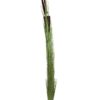 EUROPALMS Reed grass w/ cattails,light green,152cm