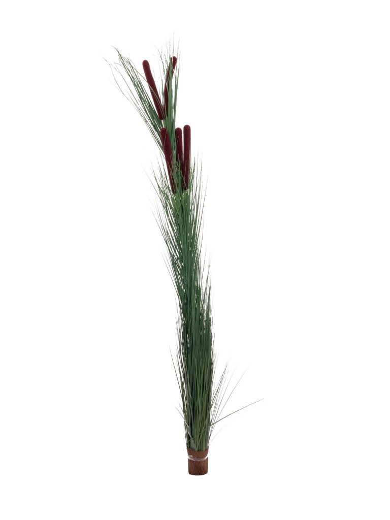 EUROPALMS Reed grass with cattails,dark-green,152cm