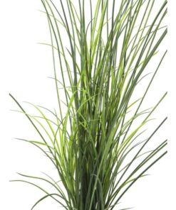 EUROPALMS Reed grass. 145cm
