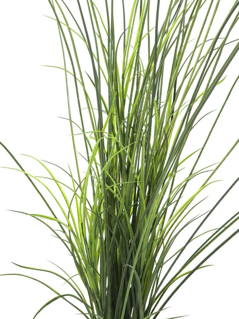 EUROPALMS Reed grass. 145cm