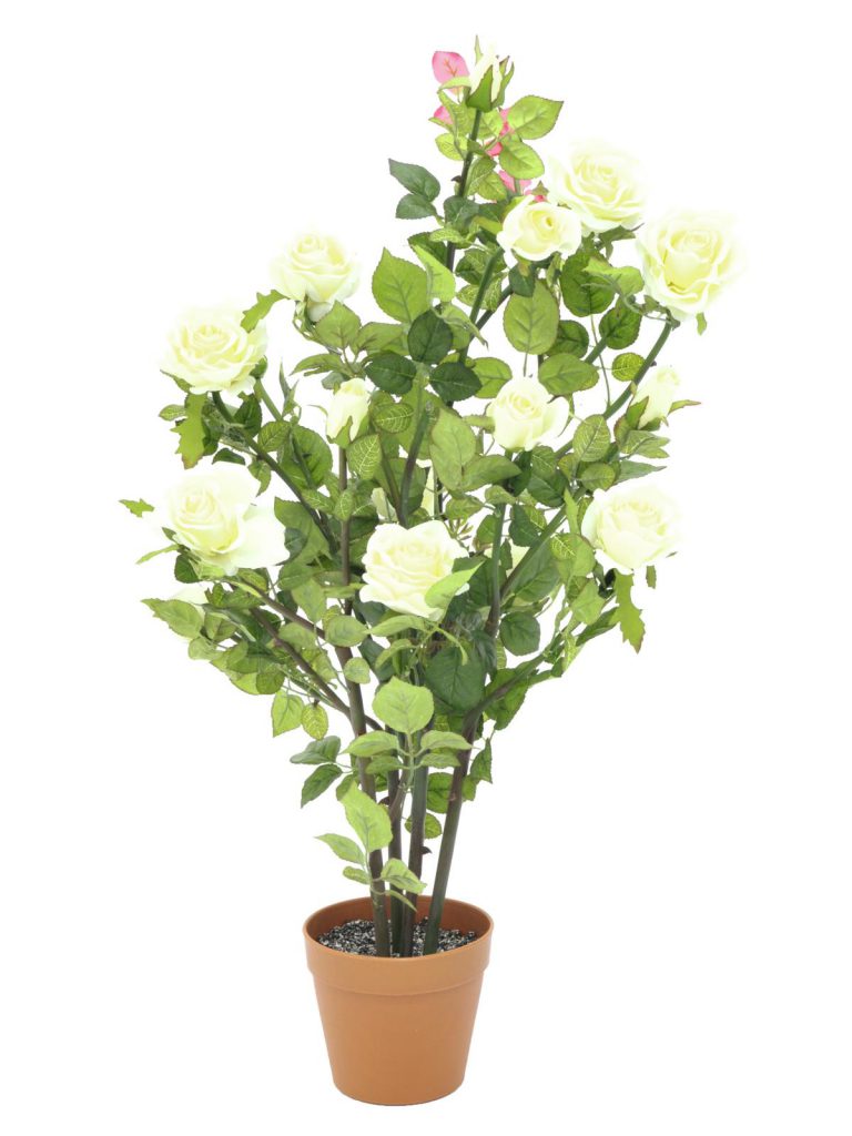 EUROPALMS Rose shrub, cream, 86cm