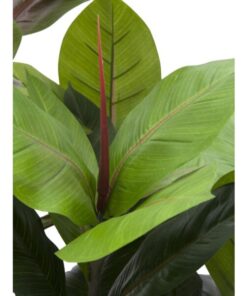 EUROPALMS Rubber tree, 100cm