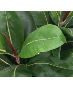 EUROPALMS Rubber tree, 120cm