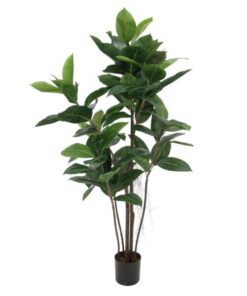EUROPALMS Rubber tree, 120cm