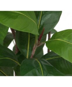 EUROPALMS Rubber tree, 150cm