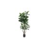 EUROPALMS Rubber tree, 150cm
