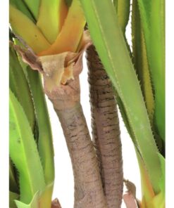 EUROPALMS Sabre-tooth century plant, 185cm