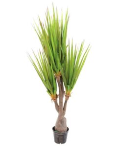 EUROPALMS Sabre-tooth century plant, 185cm