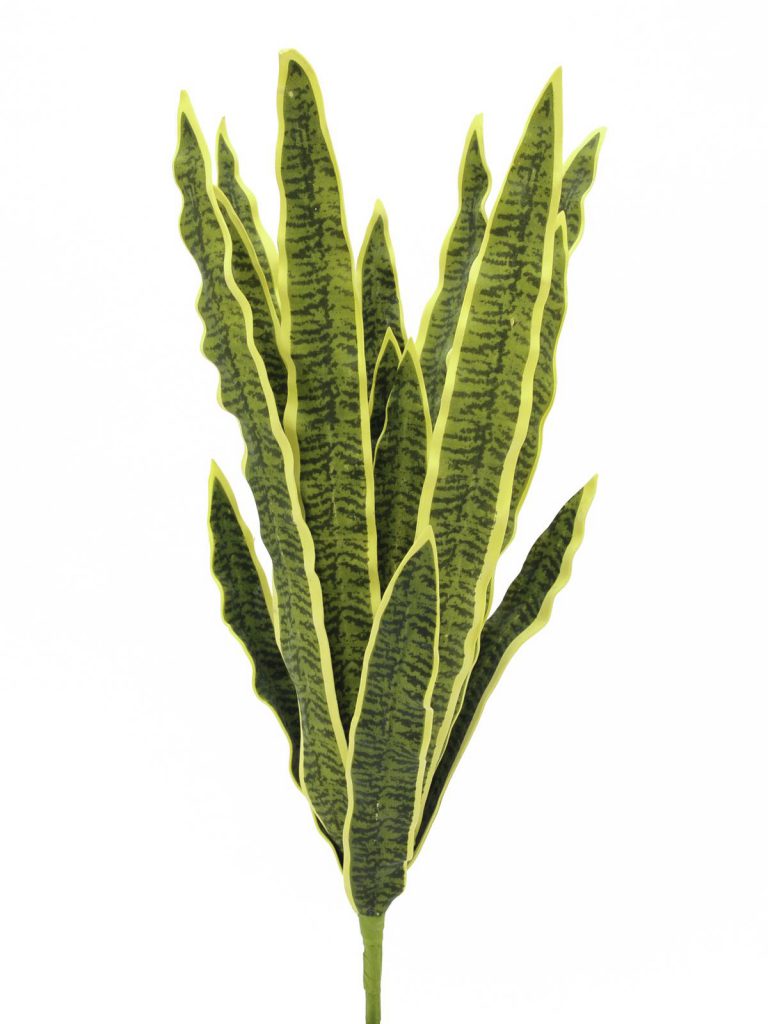 EUROPALMS Sansevieria (EVA), green-yellow, 50cm
