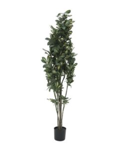 EUROPALMS Schefflera, 120cm