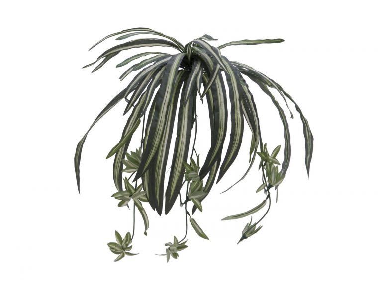 EUROPALMS Spider plant, 60cm