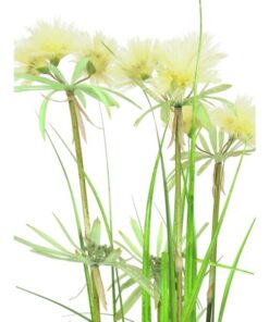 EUROPALMS Star grass, 120cm