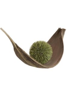 EUROPALMS Succulent Ball (EVA), green, 20cm