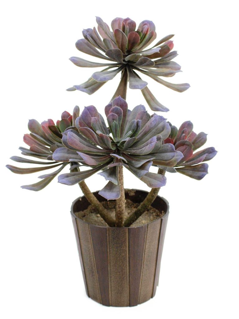 EUROPALMS SucculentAeonium plant, 30cm