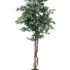 EUROPALMS Variegated Ficus, 180cm