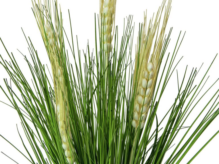 EUROPALMS Wheat Bunch Early Summer 65cm