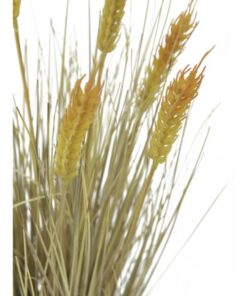 EUROPALMS Wheat ready to harvest 60cm