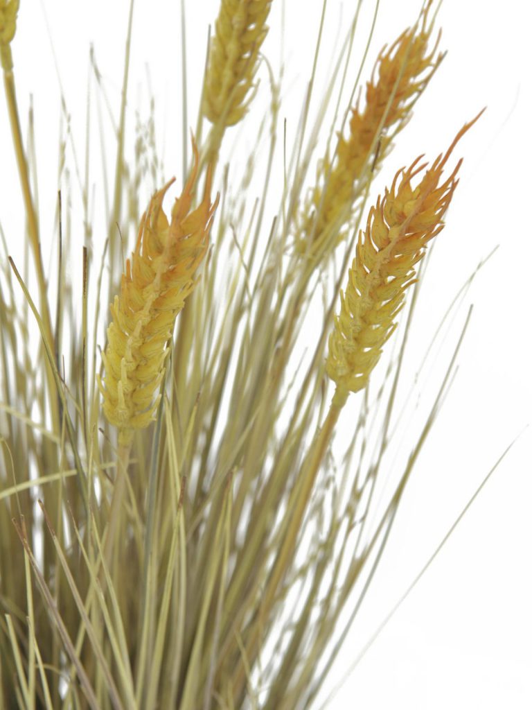 EUROPALMS Wheat ready to harvest 60cm