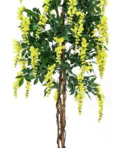 EUROPALMS Wisteria, yellow, 150cm