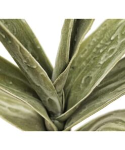 EUROPALMS Yucca Branch (EVA), green