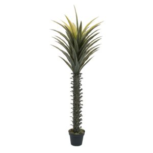 EUROPALMS Yucca palm, 165cm