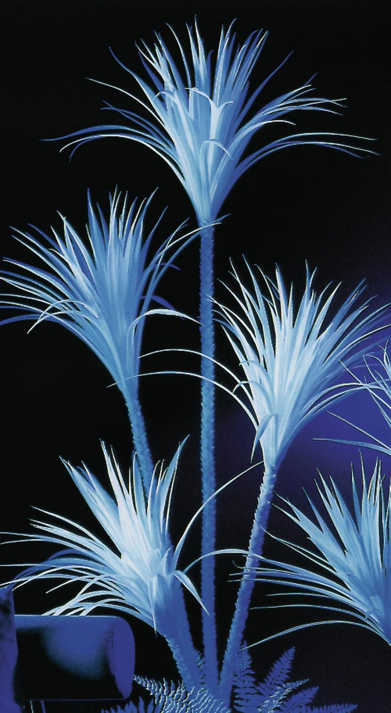 EUROPALMS Yucca palm, uv-white, 180cm