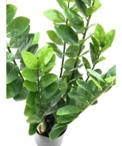 EUROPALMS Zamifolia, 70cm