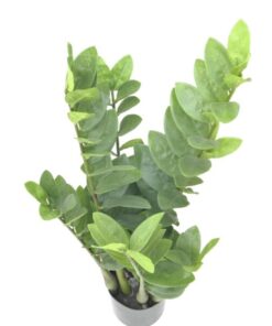 EUROPALMS Zamifolia, 70cm