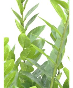 EUROPALMS Zamifolia, 70cm