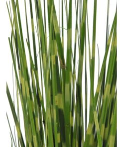 EUROPALMS Zebra grass, 90cm