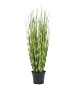 EUROPALMS Zebra grass, 90cm