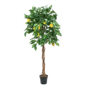 EUROPALMS Lemon Tree, 180cm