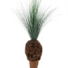EUROPALMS Rain grass palm with nodule trunk, 90cm