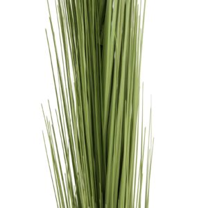 EUROPALMS Reed grass, light green, 127cm