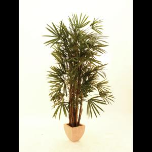 EUROPALMS Lady palm, 150cm