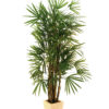 EUROPALMS Lady palm, 150cm