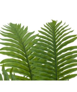 EUROPALMS Cycas Palm Tree, 70cm