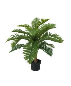 EUROPALMS Cycas Palm Tree, 70cm