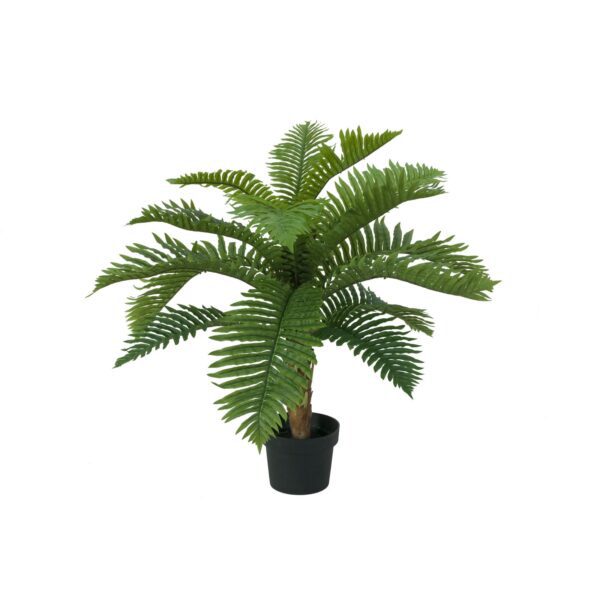 EUROPALMS Cycas Palm Tree, 70cm