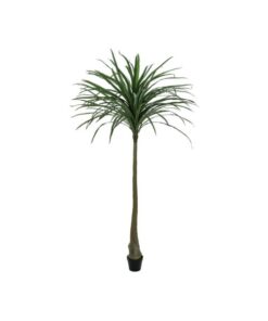 EUROPALMS Dracena, green, 220cm