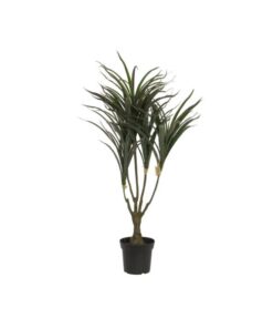 EUROPALMS Dracena, green-red, 90cm