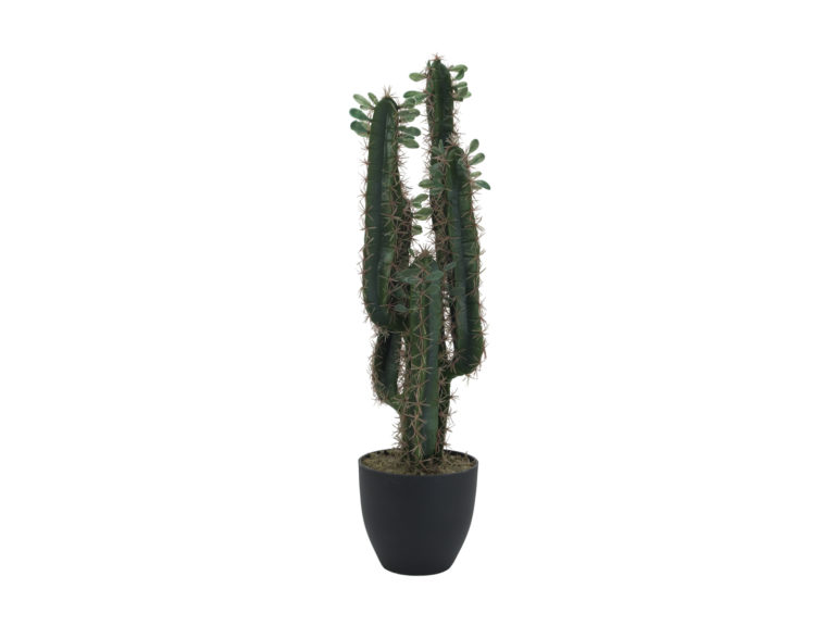 EUROPALMS Mexican cactus with leaves, 75cm